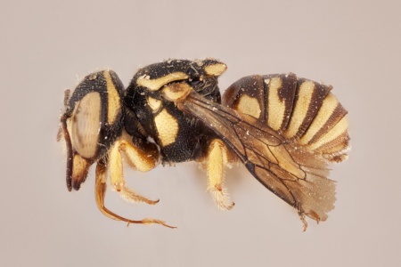 [Eoanthidium female (lateral/side view) thumbnail]
